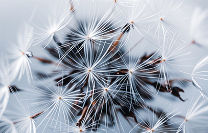 沈阳摄影学校 这篇文章教你拍好微距   